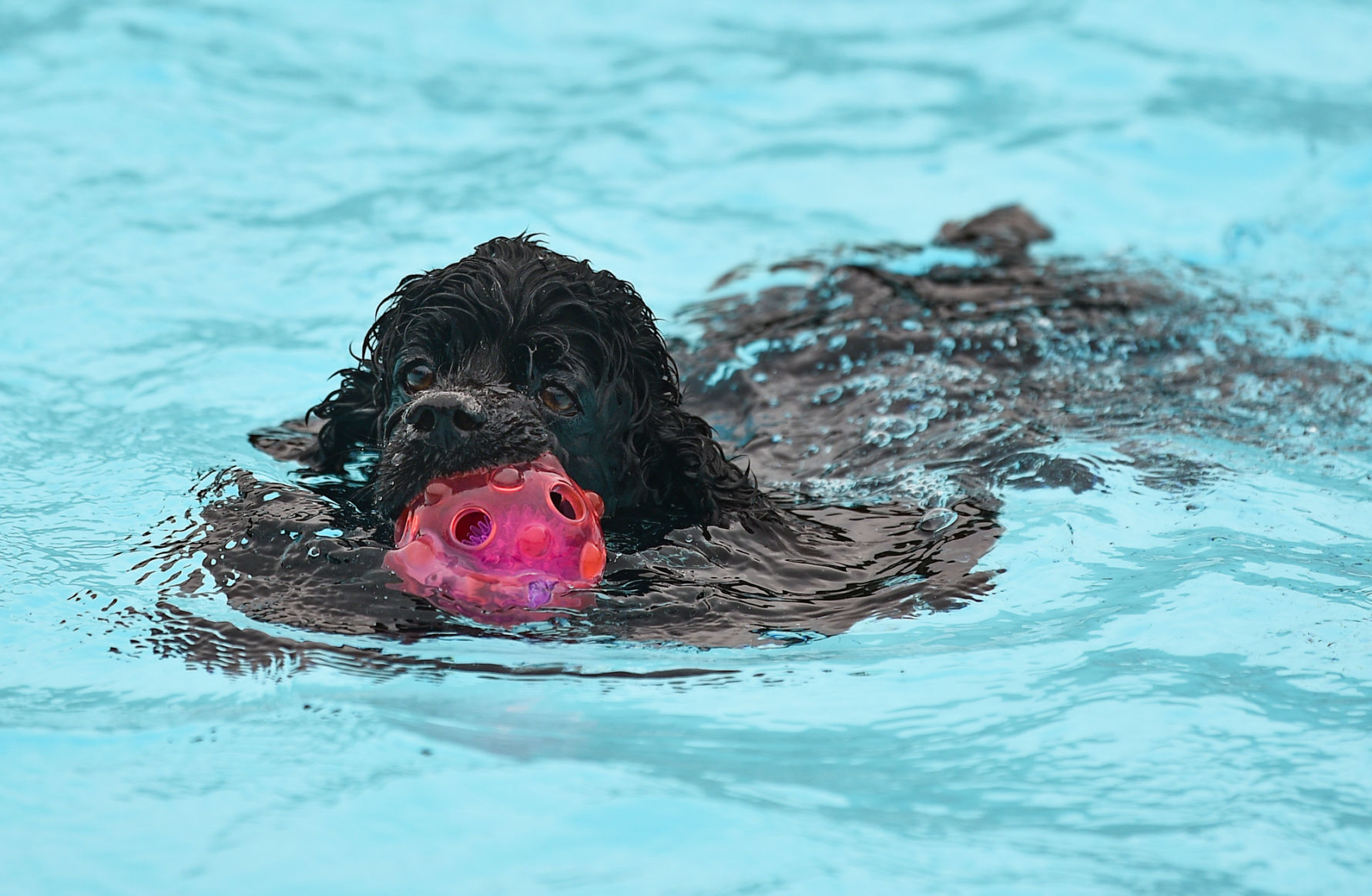 081919-mda-nws-furfriends-007a.JPG